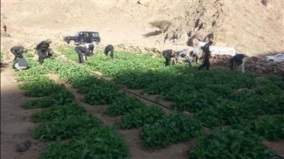 مساحتها 103 أفدنة.. مكافحة المخدرات تبيد مزرعة خشخاش