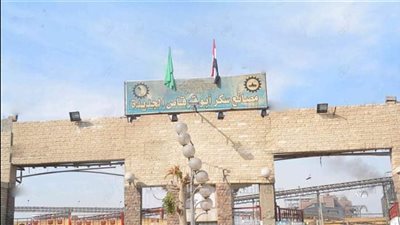 5 يناير.. بدء موسم توريد محصول قصب السكر في المنيا