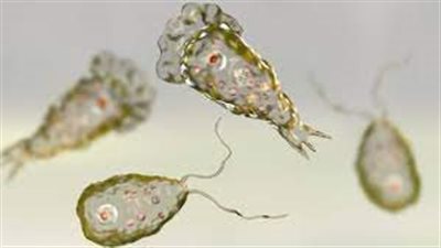 بعد تسجيل أول وفاة بكوريا الجنوبية.. كيف تنتقل الأميبا الآكلة للدماغ؟