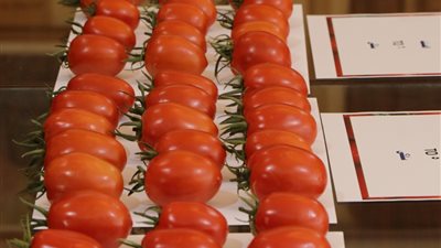 حمراء وطازجة.. النتائج الأولى للطماطم المهجنة | صور