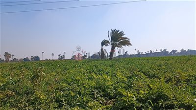 حالة الطقس في بني سويف.. أجواء شديدة البرودة ليلًا وشبورة مائية صباحًا