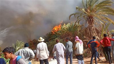 ننشر أول لقطات لـ حريق مزارع النخيل بالوادي الجديد | صور وفيديو 