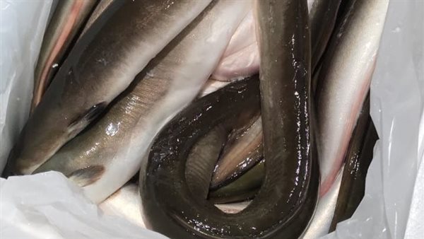 حنشان البحر 