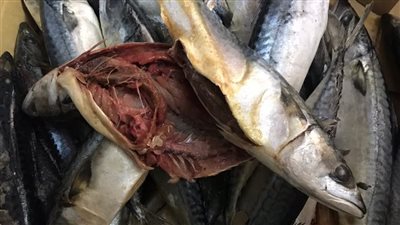 ضبط 642 كيلو أسماك غير صالحة للاستهلاك الآدمي بالبحيرة