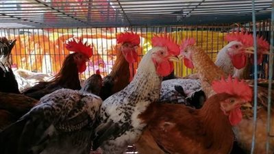 الهياكل بـ 30 جنيها.. ارتفاع كبير في أسعار الدواجن والكيلو يسجل 6 جنيهات زيادة في اليوم