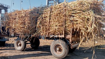 الخميس المقبل.. سحب جميع عربات القصب وفوارغ الشحن بدائرة مصنع سكر دشنا