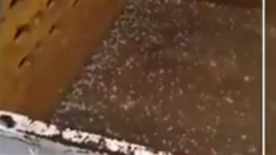 المنوفية عاملة فيها أوروبا.. سقوط ثلوج على شبين الكوم| فيديو