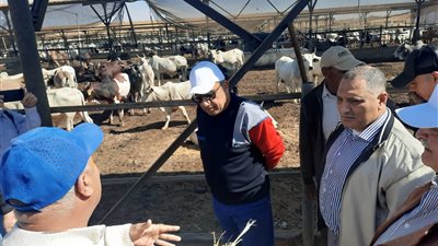 وزير قطاع الأعمال يوجه بزيادة زراعات محصول القمح في مشروعات شركة جنوب الوادي