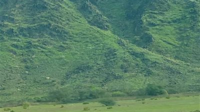 هل اكتساء جبال السعودية الخضراء من علامات يوم القيامة؟.. عالم أزهري يكشف 