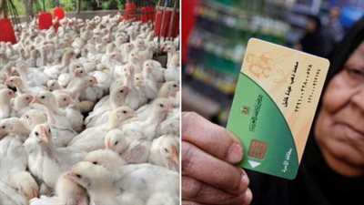 كتاكيت على البطاقات التموينية.. مقترح بإضافة «50 كتكوت» على كل بطاقة تموين.. والوزارة: لا تعليق