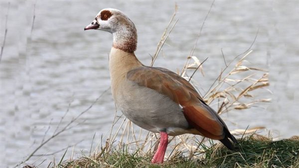 الإوزة المصرية المهاجرة