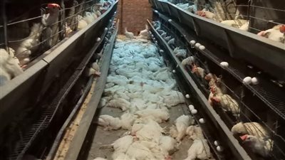 احتباس حراري يتسبب في نفوق مئات الدواجن في مزرعة بالشرقية | القصة الكاملة