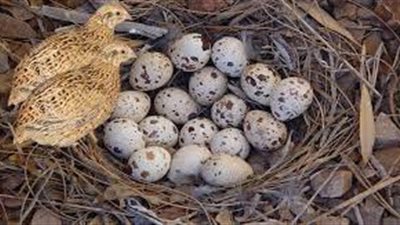 ما هى فوائد بيض السمان لـ الأطفال؟.. أخصائي تغذية علاجية يجيب