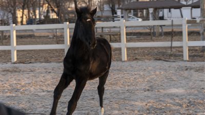 ولد يونيو الماضي.. الصين تثير الجدل بعرض حصان مستنسخ في رياضة الفروسية 