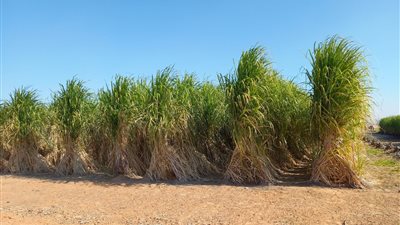 الري: حصر مساحات قصب السكر بإجمالي 325 ألف فدان استعدادا لتحويلها للنظام الحديث
