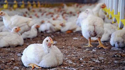 أسعار الدواجن والبيض اليوم الأربعاء 25 يناير 2023 بالأسواق