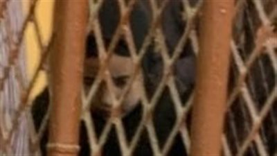 إحالة أوراق المتهمة نورهان فتاة بورسعيد للمفتي | بث مباشر