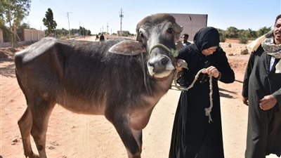 تعرف على المستندات والأوراق المطلوبة للحصول على قرض مشروع البتلو