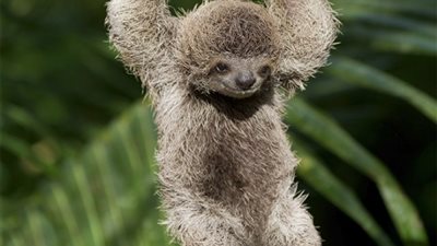 دراسة: الجانب الأيسر لحيوان الكسلان أقوى من الجانب الأيمن على عكس السائد في الثدييات