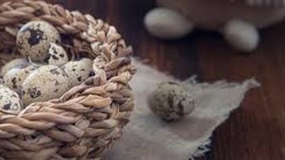 أخصائية تغذية علاجية توضح فوائد بيض السمان.. وتكشف بعض الخرافات عنه