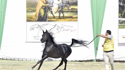 زراعة البرلمان توصي بتنمية سياحة مهرجانات الخيول العربية وزيادة تصديرها