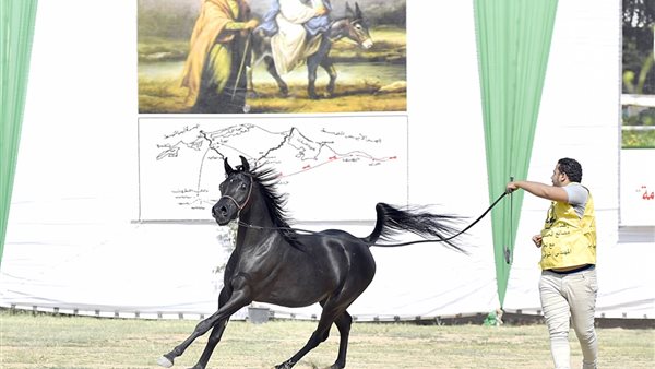 مهرجان خيول _ أرشيفية