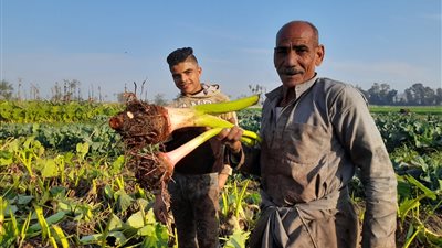 وجبة عيد الغطاس.. قصة قرية المنير الأشهر في زراعة القلقاس بالشرقية | صور 