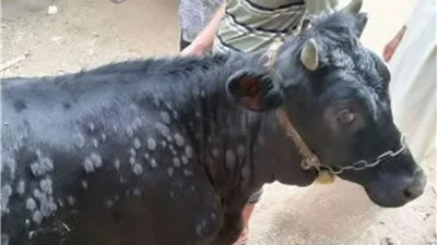 بدء الحملة القومية للتحصين ضد الجلد العقدي وجدري الأغنام بالمنيا السبت