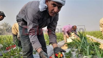 فرحة مزارعي الشرقية أثناء جمع محصول الفراولة: توفر المياه وذات عائد كبير للمزارعين | بث مباشر