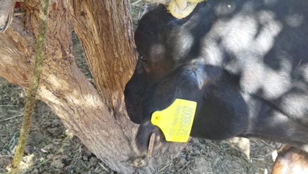 تطعيم المواشي