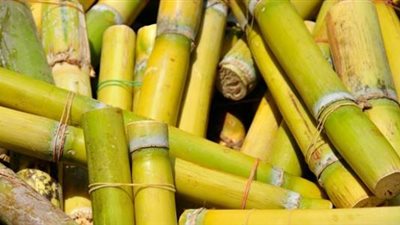 ما حكم إخراج الزكاة على قصب السكر ومقدارها؟.. دار الإفتاء تجيب