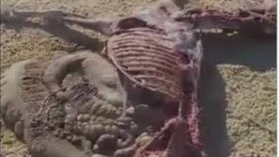 حمير نافقة.. محافظة الفيوم تكشف تفاصيل العثور على هياكل عظمية بالقرب من قرية الحامولي بالفيوم