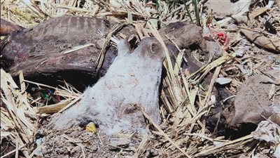 بأعداد مهولة.. العثور على هياكل عظمية لـ حمير مذبوحة في الفيوم | بث مباشر