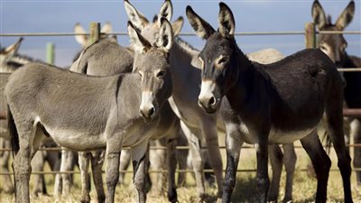 بنوردها لسيرك المنوفية.. أقوال المتهمين بإلقاء حمير نافقة على طريق الفيوم