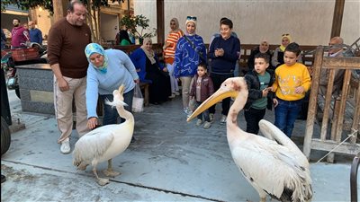 تأكل البوري وتشرب البيبسي.. البجعة سعد أيقونة السعادة لزوار سوق الأسماك ببورسعيد | صور وفيديو