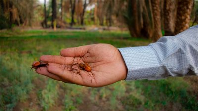 الفاو تتعاون مع جامعة الملك فيصل بالسعودية لتحسين طرق المكافحة الفعالة لسوسة النخيل الحمراء