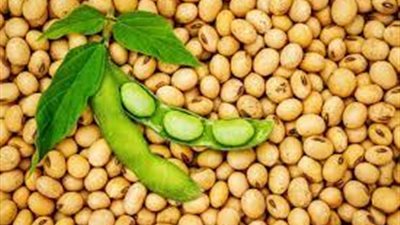 دراسة: فول الصويا يحمي من أمراض القلب ويزيد متوسط العمر 