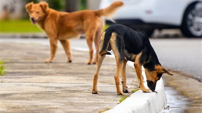 البرلمان يوافق على حظر حيازة أو تداول الحيوانات الخطرة والكلاب دون ترخيص