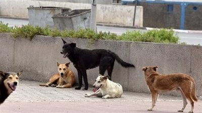 مقترح برلماني بتصدير الكلاب الضالة إلى الخارج للحد من انتشارها | بث مباشر 