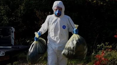 إسكتلندا تعلن تفشي إنفلونزا الطيور في المحميات الطبيعة