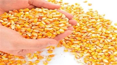 الوزراء: 9 آلاف جنيه سعر الضمان لشراء محصول الذرة الشامية من المزارعين