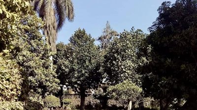 بها 34 شجرة مانجو منذ عهد الملك.. قطاع المتاحف يلقي الضوء على حديقة متحف ركن فاروق | صور 