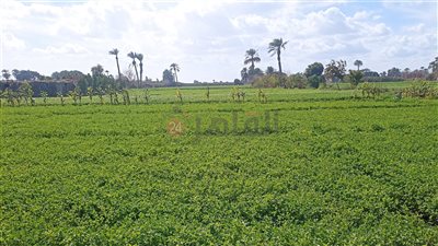 لطيف مائل للبرودة نهارًا شديد البرودة ليلًا والصغرى 6°.. تعرف على طقس بني سويف 