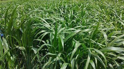 الزراعة تصدر نشرة بالتوصيات الفنية لمزارعي محاصيل الأعلاف الخضراء الشتوية