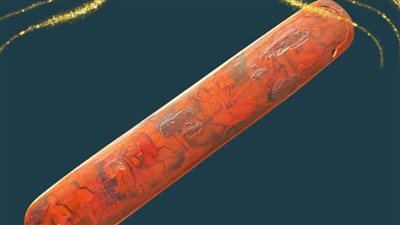 متحف آثار مطروح يعلن عرض مقلمة من الورق المقوى 