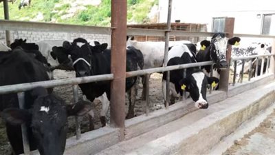 نقيب الفلاحين: كيلو اللحم البقري سيصل لـ 185 جنيهًا بعد 15 يومًا بسبب عيد الأضحى