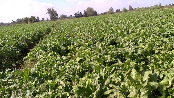 زراعات تعاقدية