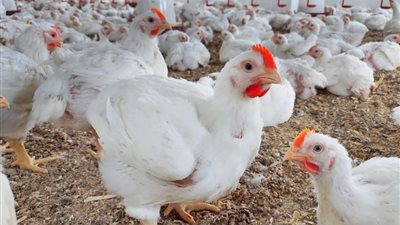 هل تنخفض أسعار الدواجن قبل رمضان؟.. طبيب بيطري يجيب| فيديو