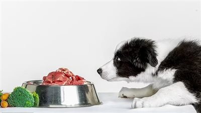 الكلاب التي تتغذى على اللحوم وبقايا الطعام أقل عرضة للإصابة بالمشكلات الهضمية |دراسة
