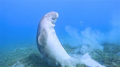 ظهور جديدة لعروس البحر الأحمر جنوب مرسى علم| صور وفيديو